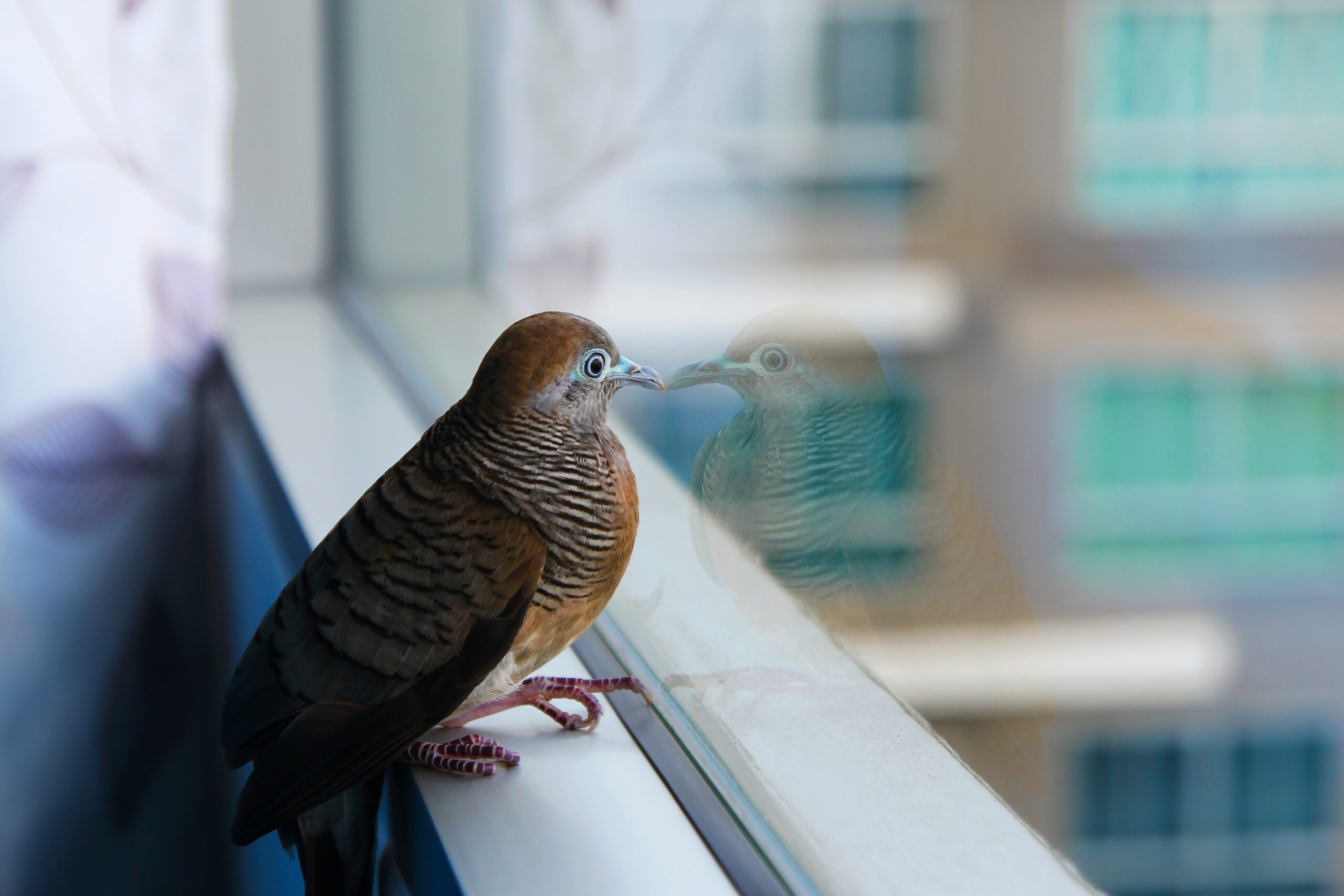 bird divert san diego windows